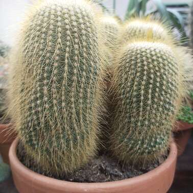 Плант 17178 CACTACEAE микс 17/40 Плант 17178 CACTACEAE микс 17/40
