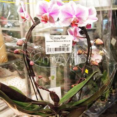 Орхидея Фаленопсис Mirror Miracle Jasmine 2pp 12/50