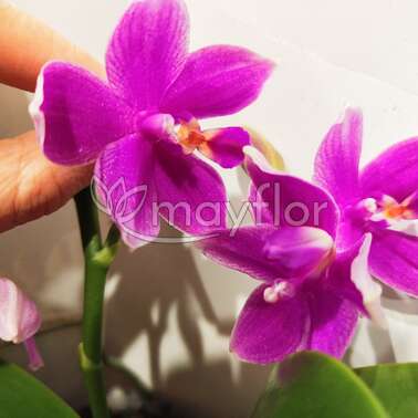 Орхидея Фаленопсис Lilac Love Potion 12/35