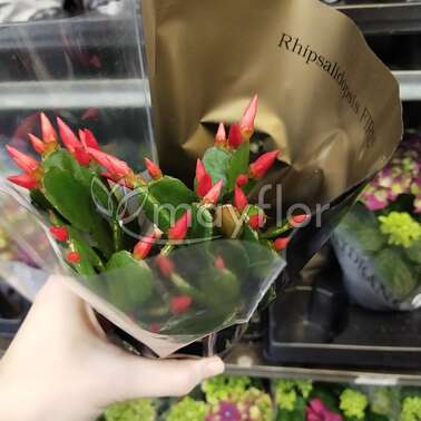 Рипсалидопсис Микс 9/25 Рипсалидопсис Микс 9/25