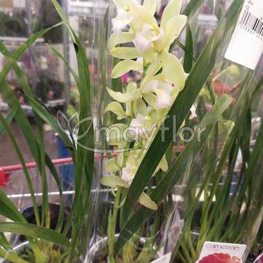 Орхидея Цимбидиум Minty Source 1pp 12/45
