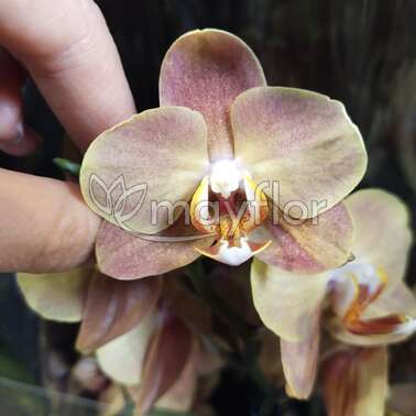 Орхидея Фаленопсис Brion 2 pp 12/70