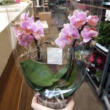 Орхидея Фаленопсис микс Bouquetto 2pp 12/40
