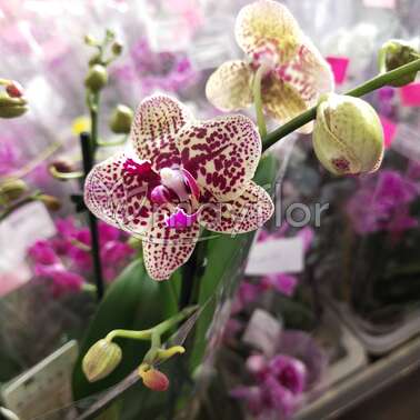 Орхидея Фаленопсис мультифлора Borneo 3pp 12/45