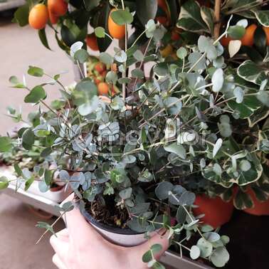 Суккулент Микс 12/35 Суккулент Микс 12/35