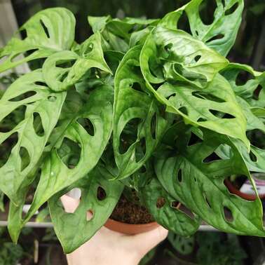 Монстера Акумината ACUMINATA 13/5 Монстера Акумината ACUMINATA 13/5