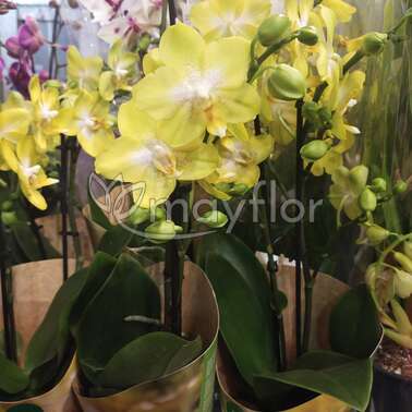 Орхидея Фаленопсис 2 pp Yellow Yellowcup  12/40