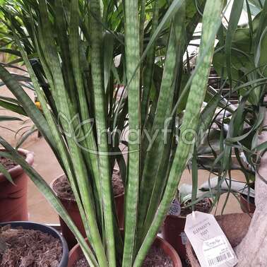 Сансевиерия Зейланика Zeylanica 30/100