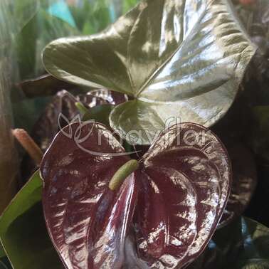 Антуриум андр Гиант Шоколад Giant Chocolate 14/45