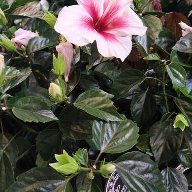 Гибискус HIBISCUS ROSA SINENSIS A LOHA HAWAII 21/50