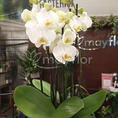 Орхидея Фаленопсис белый white Mega 8 br 21/70