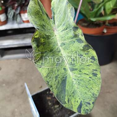 Колоказия Colocasia esculenta  18/20