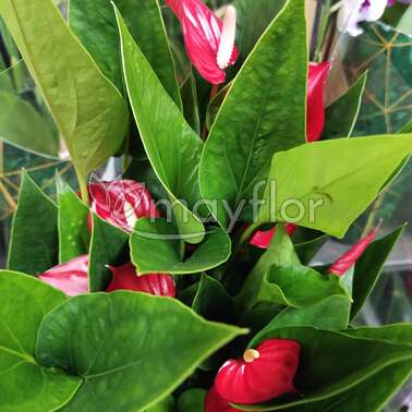 Антуриум андр Миллион флауерс  andr. Mill Flowers Red 12/45