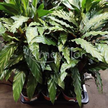Калатея Руфибарба Calathea rufibarba 17/80 Калатея Руфибарба Calathea rufibarba 17/80