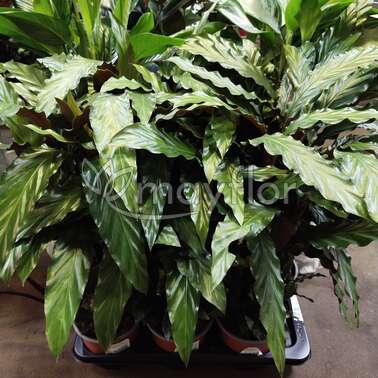 Калатея Руфибарба Calathea rufibarba 17/80