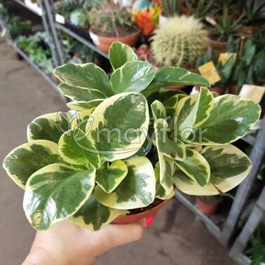 Пеперомия Вариегата Variegata 12/20