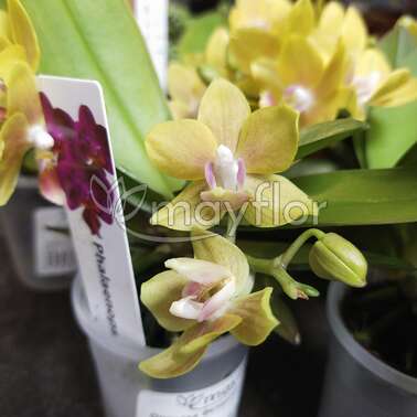 Орхидея Фаленопсис мини еллоу 1рр mini tiny dolls 1 branch yellow 6/20