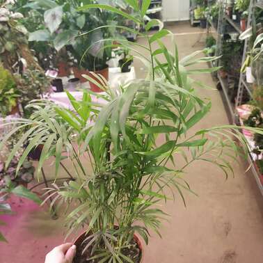 Хамедорея Элеганс Elegans 15/55