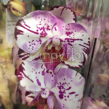 Орхидея Фаленопсис 2 pp Magic Art  12/65
