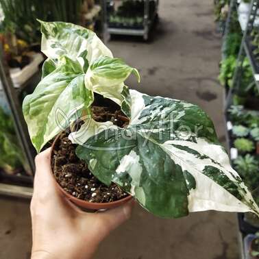 Сингониум Подофиллум podophyllum variegata. 12/25