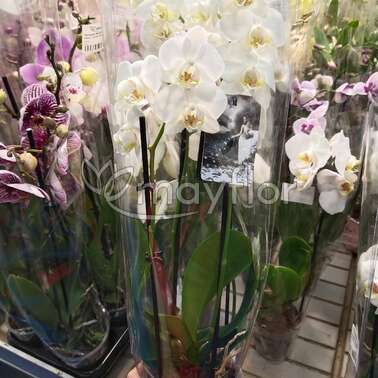 Орхидея Фаленопсис White 4pp 12/55