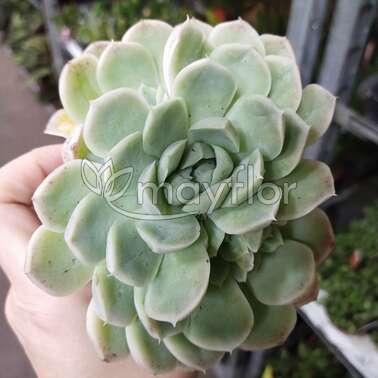 Эчеверия Элеганс Elegans 9/25