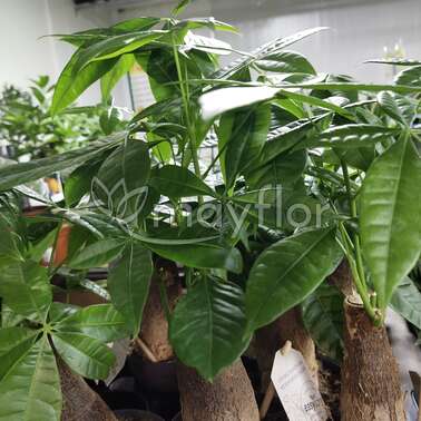 Пахира Акватика Aquatica 11/50