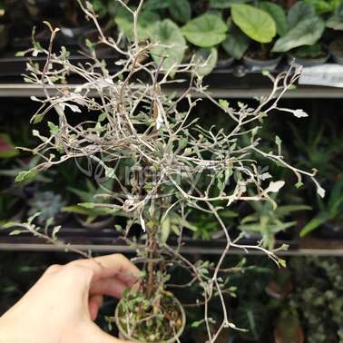 Корокия cotoneaster mini heavy 6/30 Корокия cotoneaster mini heavy 6/30