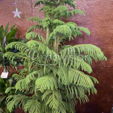 Араукария Гетерофилла Heterophylla 30/130