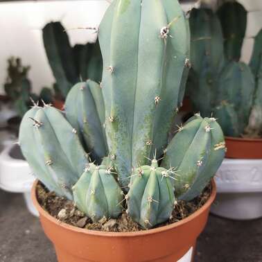Миртиллокактус MYRTILLOCACTUS GEOMETRIZANS 11/18 Миртиллокактус MYRTILLOCACTUS GEOMETRIZANS 11/18