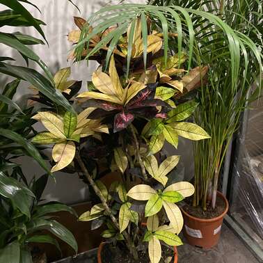 Кодиеум Мисс Айстон Кротон Croton Codiaeum Mrs Iceton Vertakt  30/140