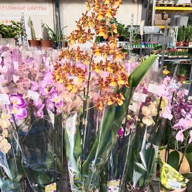 Орхидея Катетанте Orchidee catetante 12/50 Орхидея Катетанте Orchidee catetante 12/50