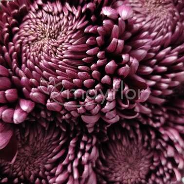 Хризантема одноголовая Бигуди Пурпл флор Bigoudi Purple 75 