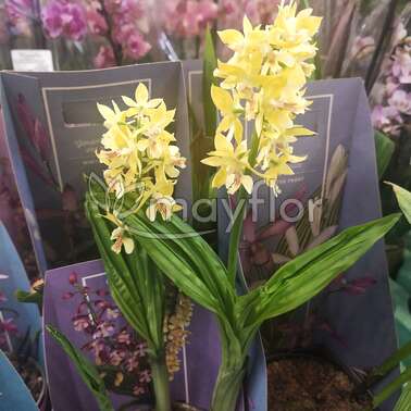 Орхидея Садовая 6 рр микс Garden Orchid 12/35
