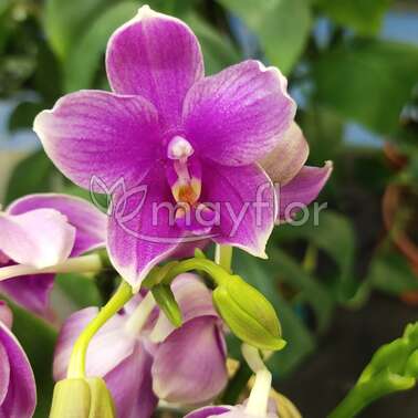 Орхидея Фаленопсис 2 рр Lilac Love Potion | Terrima Kasih 12/35