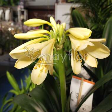 Кливия Миниата citrina Yellow Star 13/40 Кливия Миниата citrina Yellow Star 13/40