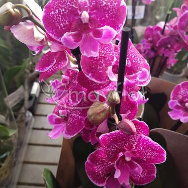 Орхидея Фаленопсис 2 pp Biglip Purple 12/55