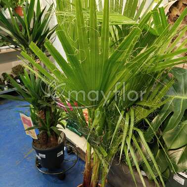 Вашингтония Филифера Washingtonia Filifera 3pp 26/135 Вашингтония Филифера Washingtonia Filifera 3pp 26/135
