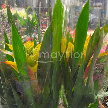 Гузмания Микс 13/40 Гузмания Микс 13/40