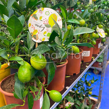Цитрофортунелла  Штамб floridana Citrus Limequat Limon ''Lara''  14/35