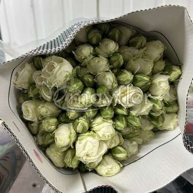 Роза кустовая Микс Флоресол 60