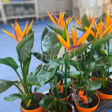 Стрелиция Strelitzia + flower decor 13/35