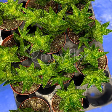 Алоэ Алоэ Скуарроса Aloe Squarrosa 8,5/12 Алоэ Алоэ Скуарроса Aloe Squarrosa 8,5/12