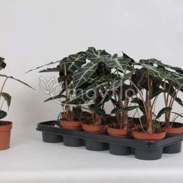 Алоказия Полли Polly 12/20