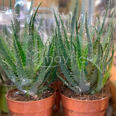 Алоэ Древовидное Arborescens 17/40