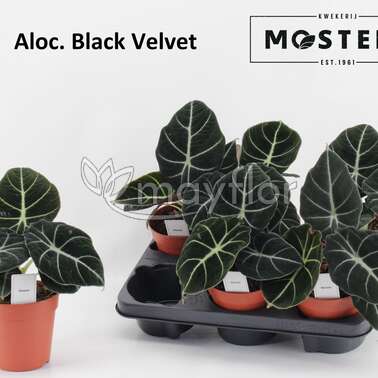 Алоказия Блэк Вельвет Black Velvet 12/25