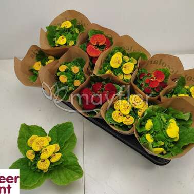 Кальцеолярия Herbeohybrida микс 10/16 Кальцеолярия Herbeohybrida микс 10/16