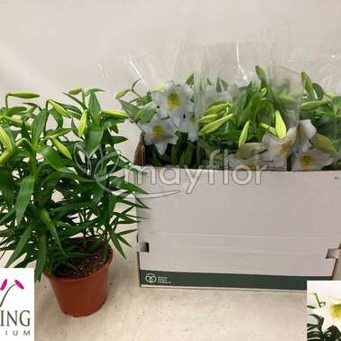 Лилия Longiflorum Miracle 19/55
