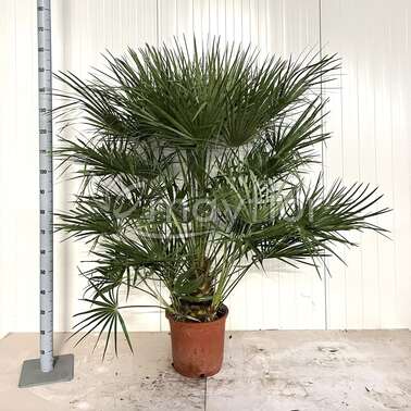 Хамеропс Chamaerops humilis пальма 35/170 Хамеропс Chamaerops humilis пальма 35/170