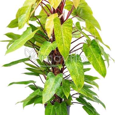 Филодендрон Hydro Philodendron Painted lady 22/130 Филодендрон Hydro Philodendron Painted lady 22/130